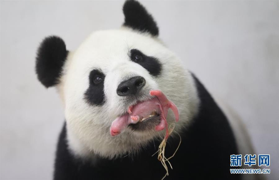 6月2日,在比利时布吕热莱特市的天堂动物园,初为妈妈的大熊猫好好口叼幼崽。当日,比利时天堂动物园发布公告说,中国旅比6岁大熊猫好好1日夜间顺利产下一只雄性大熊猫宝宝。作为中比两国的友好使者,大熊猫星徽和好好2014年2月23日抵达天堂动物园,它们将在这里生活15年。新华社发(天堂动物园供图) 位于比利时布吕热莱特的天堂动物园2日宣布,旅居这家动物园的中国雌性大熊猫好好当天凌晨产下一只雄性熊猫宝宝。动物园负责人蒂姆布特告诉媒体记者,熊猫宝宝重171克,形似一根粉色小香肠,出生后哭声
