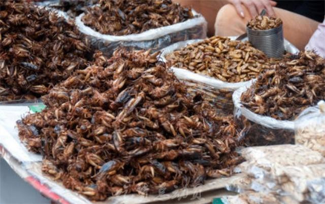 关于虫子美食的争论几时休,你是吃不吃呢?