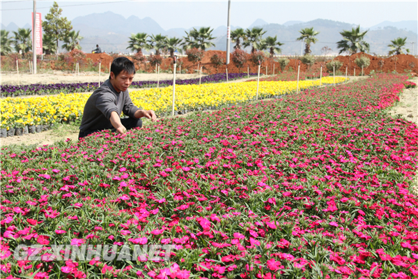 美瑞特花卉基地.