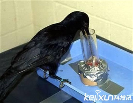 乌鸦是一种心灵手巧的动物,它们可以把小树枝、羽毛和其他碎片用做工具,诱捕位于很难达到的地方的猎物。一只名叫贝蒂的乌鸦会把一根直铁丝弯成钩子,然后用它取回管子里的食物。这些鸟生下来就有制造工具的天赋,只要需通过观察长辈才能熟练掌握它们的技能,而这正是智商高的证据。研究显示,大乌鸦(raven)能熟练利用社交影响得到更多保护和食物。 6、松鼠也是骗术高手