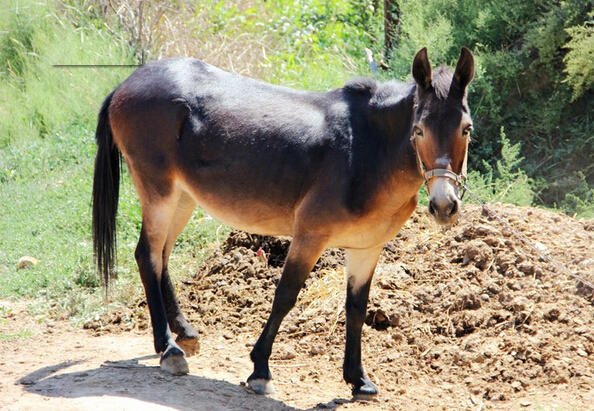 你见过杂种吗狮子和老虎生的娃你见过