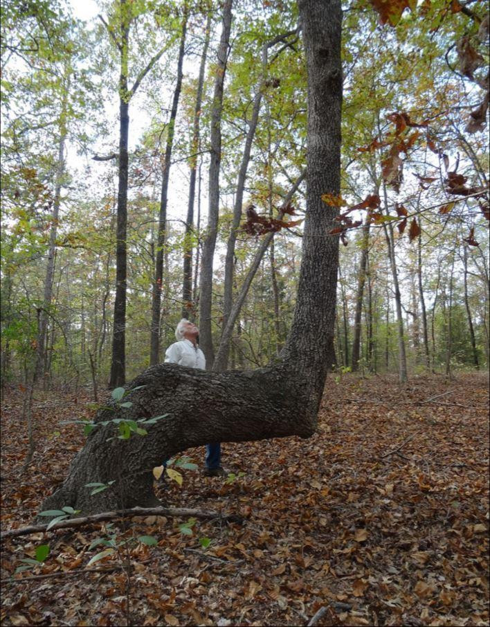 美洲丛林频现"拐角树" 原是印第安人指路地标