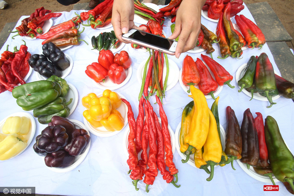 北京:千余种辣椒齐聚 多彩辣椒引围观