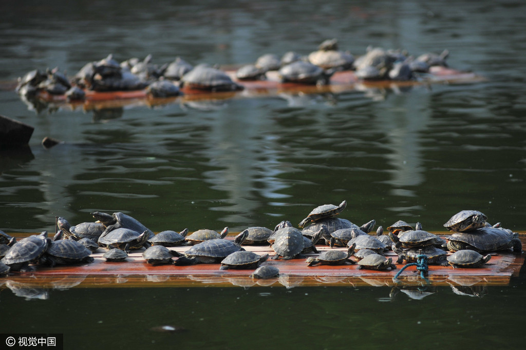 青岛一寺庙放生池爆满 乌龟叠罗汉
