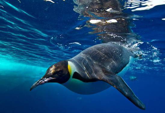 和浮冰融为一体的paul 在水温极低的北极拍摄帝企鹅 潜水时需要穿干衣